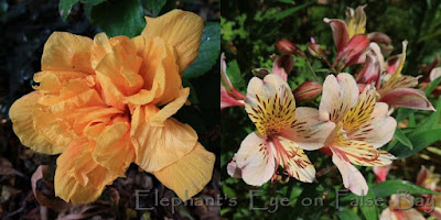 Hibiscus and Alstroemeria