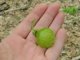 oak apple gall
