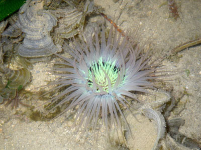 Tube Anemone (could be Cerianthus sp.)