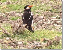 056 Asian pied Starling ( Abakee Maiyna )