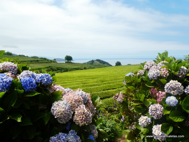 campos de té en las islas Azores