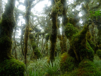 Hutan memang menjadi tempat wisata yang asri dan menakjubkan 10 Hutan Terindah di Dunia yang Bisa Membuat Anda Terpana