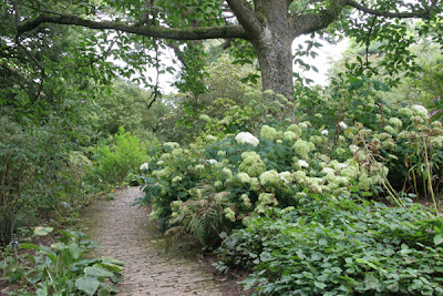 Hidcote Manor Garden Hydrangeas