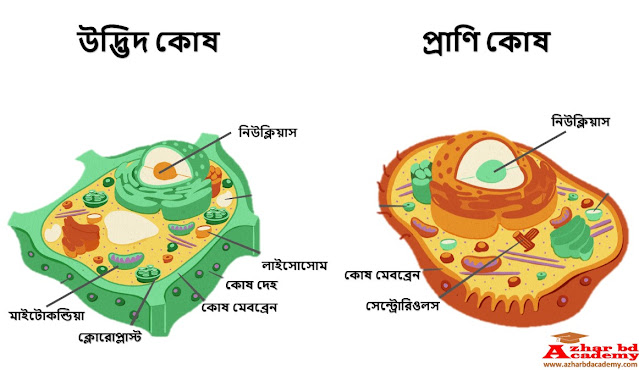 উদ্ভিদ কোষ ও প্রাণিকোষের মধ্যে পার্থক্য, azhar bd academy