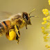 فوائد حبوب لقاح النحل وآثارها الجانبية - Bee Pollen