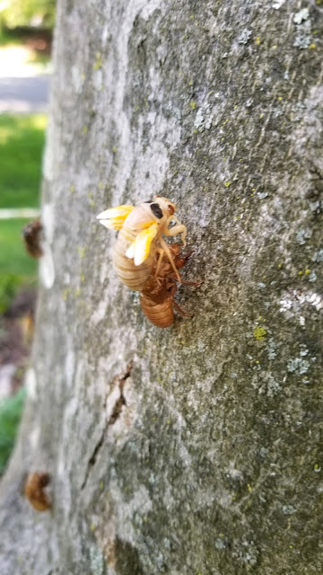 Brood X Cicacas emerging in Potomac, Maryland