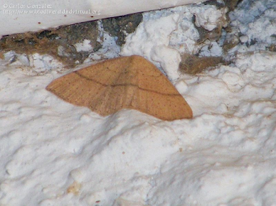 http://www.biodiversidadvirtual.org/insectarium/Cyclophora-%28Codonia%29-suppunctaria-%28Zeller-1847%29-img570426.html