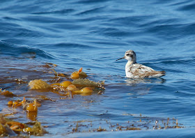 Red-necked Phalarope on kelp paddy