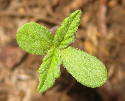 Marijuana Seedlings