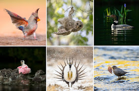 https://www.audubon.org/magazine/summer-2018/the-2018-audubon-photography-awards-top-100https://www.audubon.org/magazine/summer-2018/the-2018-audubon-photography-awards-top-100