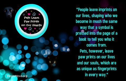 animal, dog, cat, pet, animal, inspiring quotes for animal lovers, petsnmore.org, souls