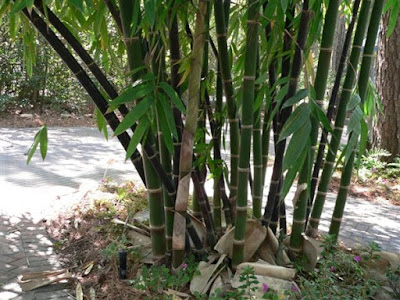 Manfaat dan Kandungan Umbi Bambu Tali Untuk Mengobati Kanker Payudara