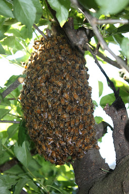 capturing a swarm