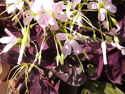 紫葉酢漿草的花序