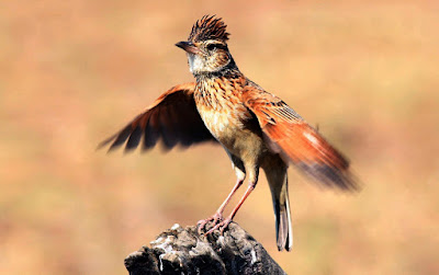 Foto Burung Branjangan 