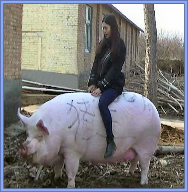 Domestic Pigs Are Usually Docile Even When Large