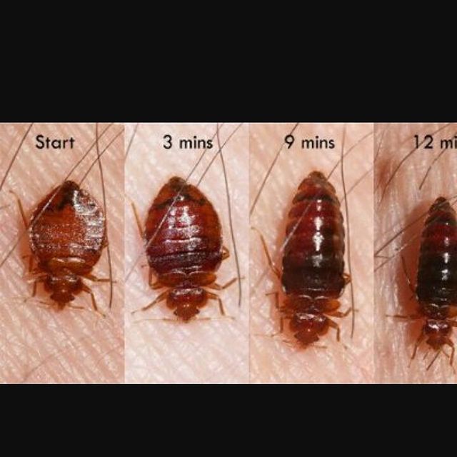 bed bug stages pictures