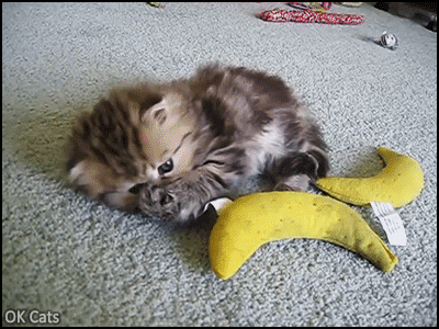 Funny Kitten GIF • Cute shaded golden Persian kitty crazy for her catnip filled banana [ok-cats.com]