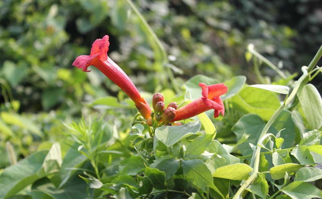 Trumpet Vine Flowers Pictures