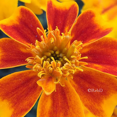 Orange blomma med rödaktiga kronblad. Foto: Reb Dutius