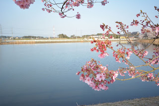 桜の里ふれあいファーム芳野の桜