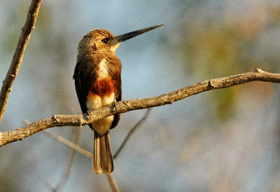 Jacamar de cabeza pálida