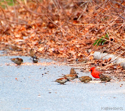 21. birds