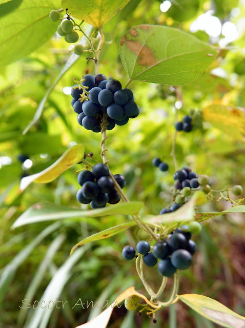 Cocculus orbiculatus