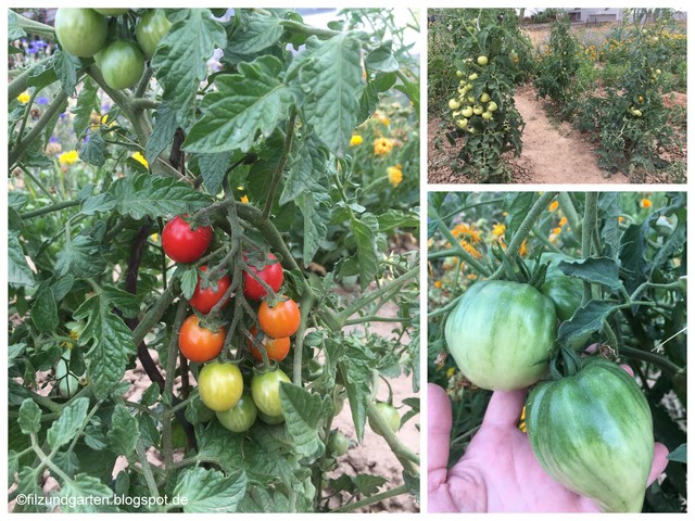 Tomaten im Freilandanbau Anfang Juli