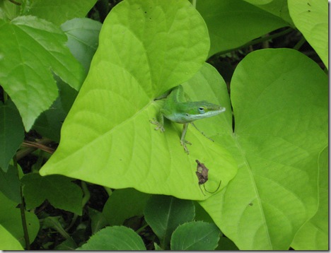 Anole