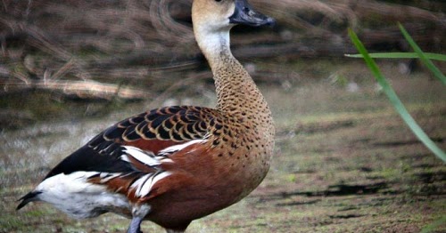 Belibis Mapalasta Burung Belibis