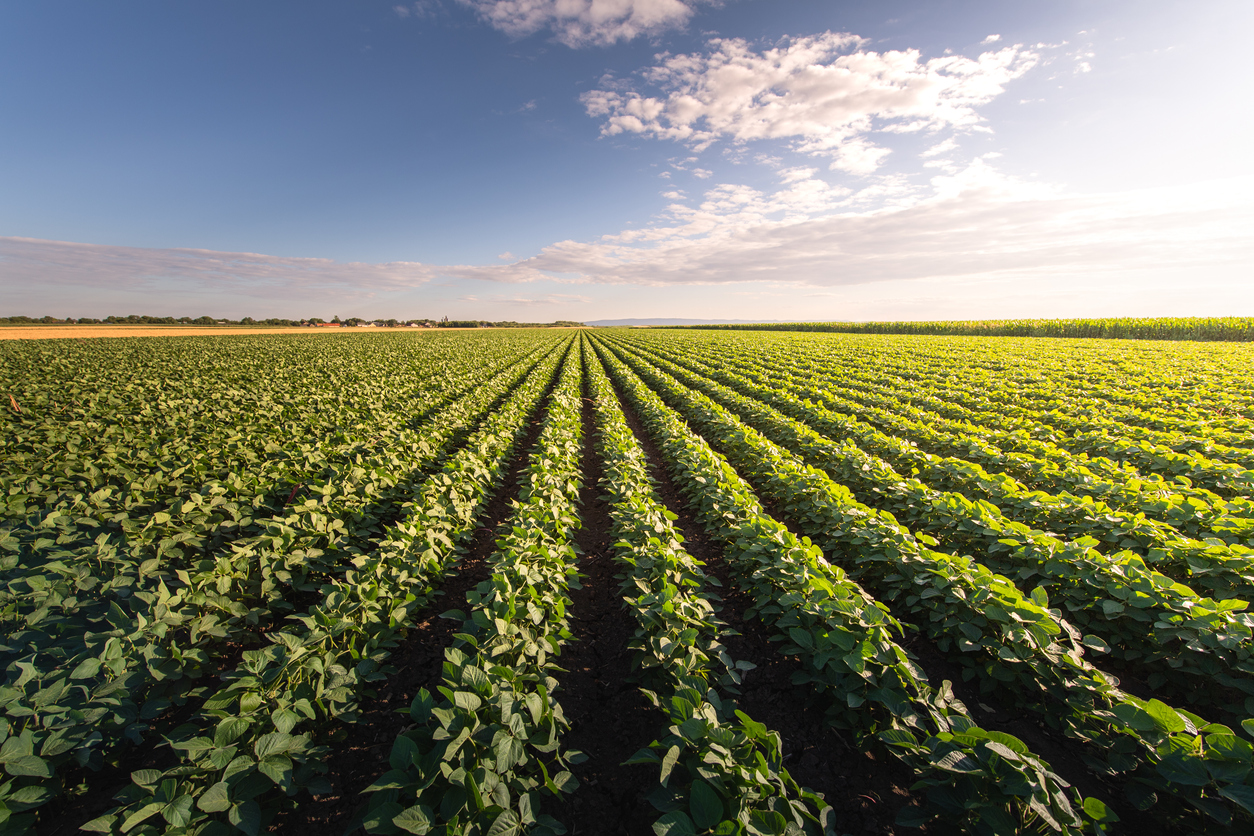 soybeans