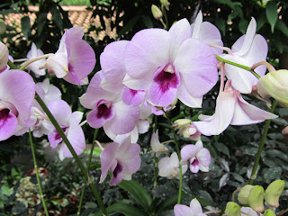 Orchids, National Orchid Garden, Singapore