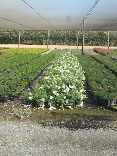 Flower Carpet White