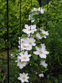 clematis Toki