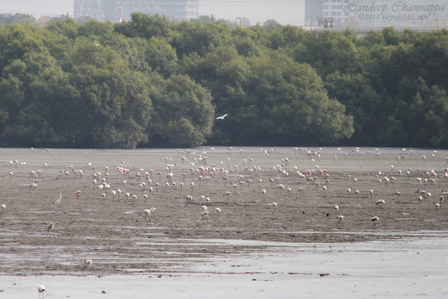 Flamingos around the mudflats of Sewri Jetty