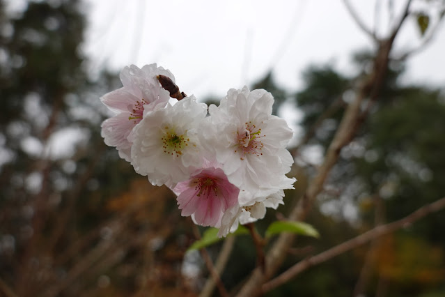 鳥取県西伯郡南部町鶴田　とっとり花回廊　桜の広場　ジュウガツザクラ（十月桜）