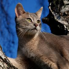 abyssinian cats