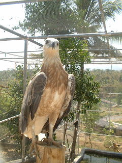 Karimunjawa Brown Hawk (Jepara Tourism Info)
