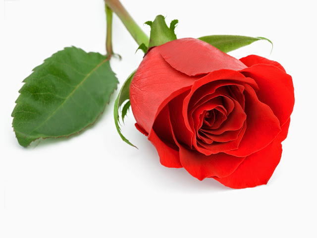 Beautiful Red Roses Hd