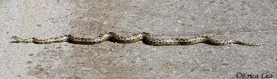 Pacific Gopher Snake, Central California