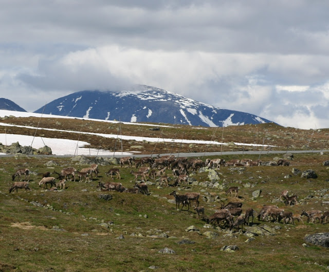 Arista Besseggen o Besseggen Ridge