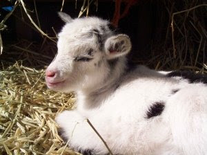 Photo of baby goat Eyore courtesy of Ghost Town Farm blog by Novella Carpenter