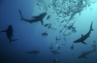 Sardine Run Shark Feeding Frenzy Phenomenon in Africa