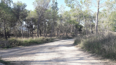 Ruta Castellera, El Vendrell a La Bisbal, camí al Bosc de Cal Mata