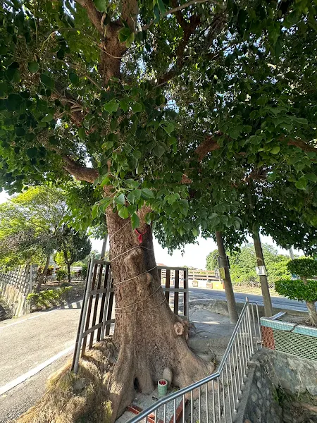 ▲百年茄苳樹雄雌怎麼分辨？由在地文史工作者邱美都老師告訴你！（頂新和德文教基金會提供）