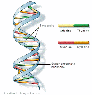 Susunan Basa Nitrogen DNA