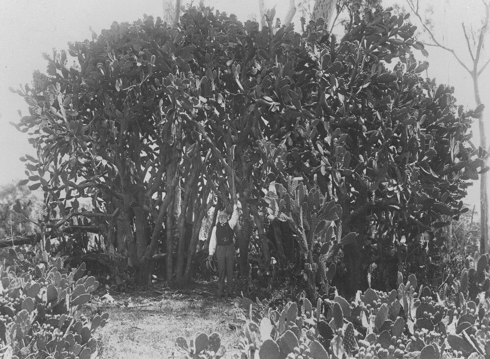 Very tall prickly pear infestation in Helidon, Queensland, ca. 1911