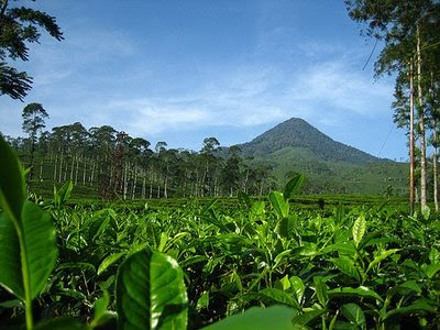 Potret Negeriku (Keindahan Pagilaran)