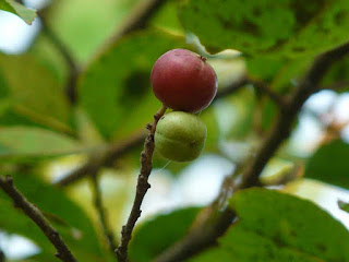 governors plum fruit images